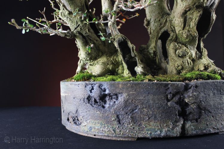Privet bonsai clump